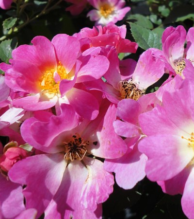 Rose Pink Drift®